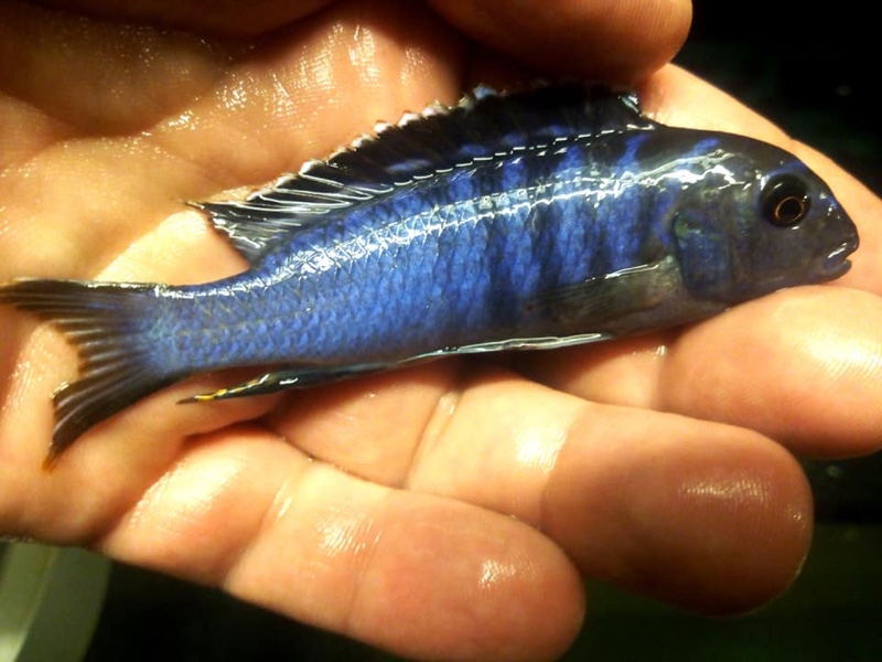 Tropheops kamtambo 'Chimwalani Reef'